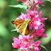 large skipper